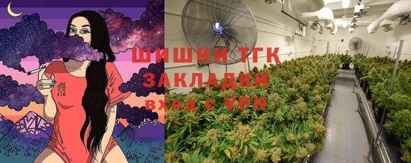 прущие грибы Вязьма